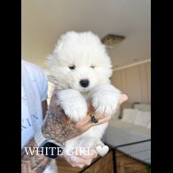 Samoyed - Both