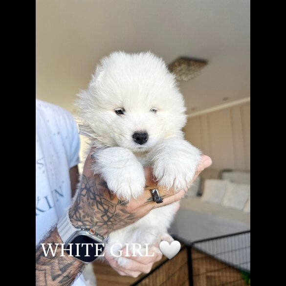 Samoyed - Both