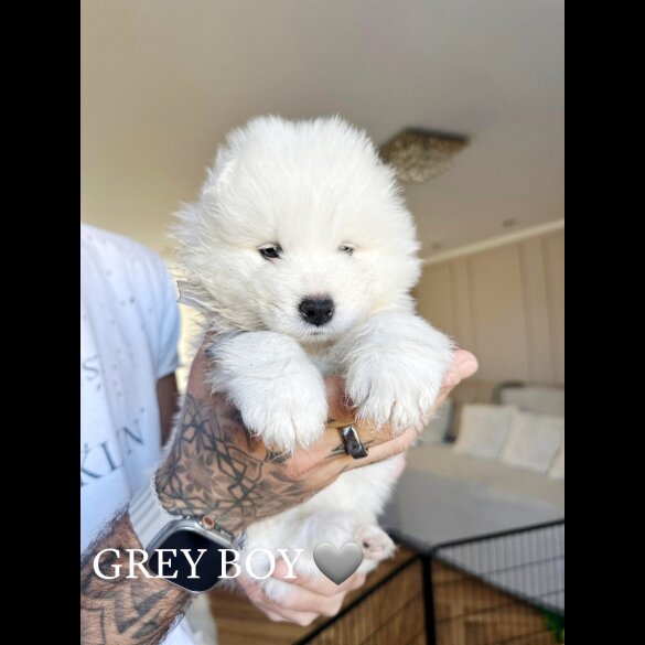 Samoyed - Both