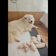 Samoyed - Both