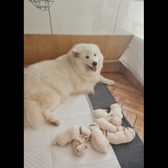 Samoyed - Both