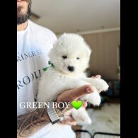 Samoyed - Both