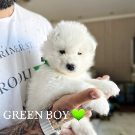 Samoyed - Both