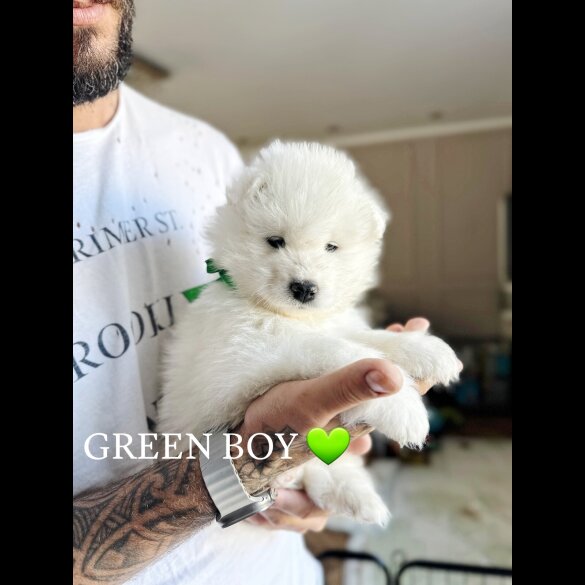 Samoyed - Both