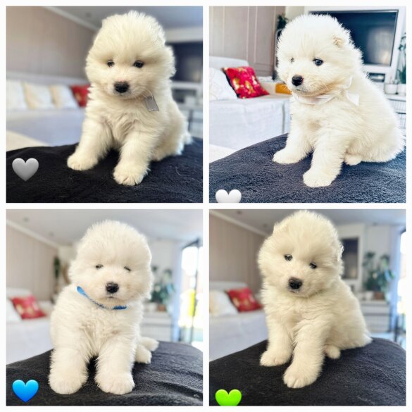 Samoyed - Both