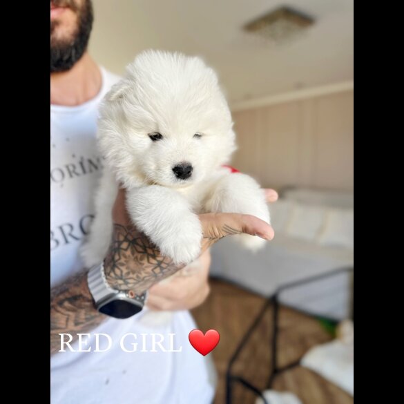 Samoyed - Both