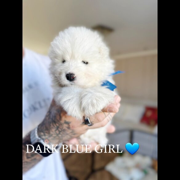 Samoyed - Both