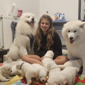 Samoyed - Both