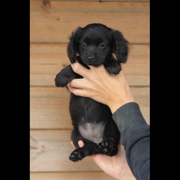 Dachshund (Long Haired) - Both