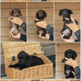 Dachshund (Long Haired) - Both