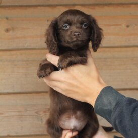 Dachshund (Long Haired) - Both