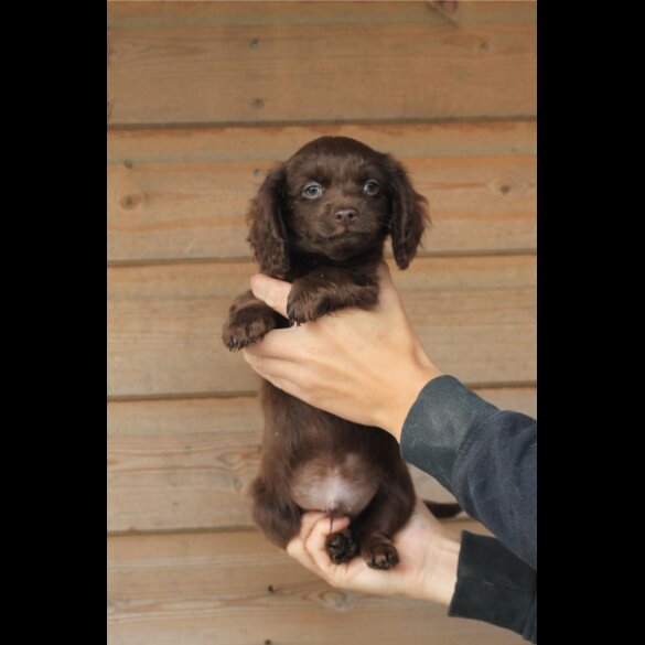 Dachshund (Long Haired) - Both