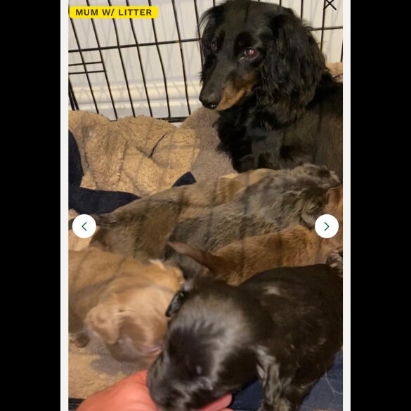 Dachshund (Long Haired) - Both