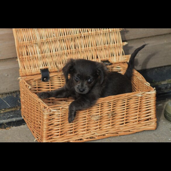 Dachshund (Long Haired) - Both