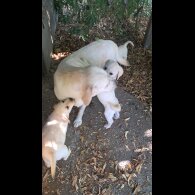 Labrador Retriever - Both
