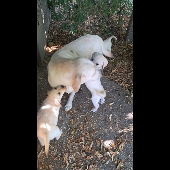 Labrador Retriever - Both