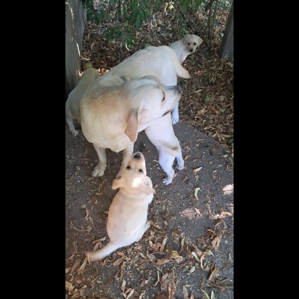 Labrador Retriever - Both