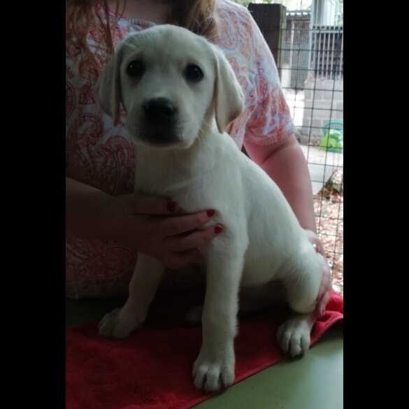 Labrador Retriever - Both