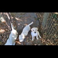 Labrador Retriever - Both
