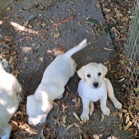 Labrador Retriever - Both