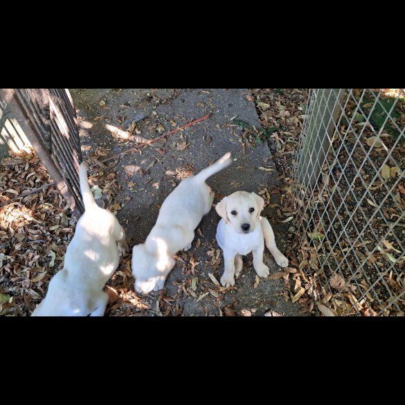 Labrador Retriever - Both
