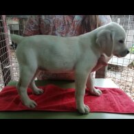 Labrador Retriever - Both