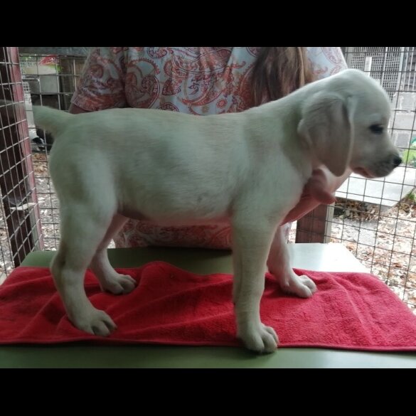Labrador Retriever - Both