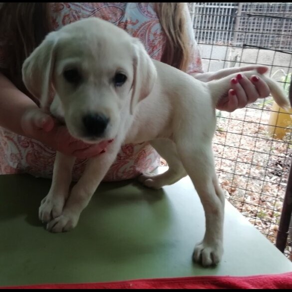 Labrador Retriever - Both