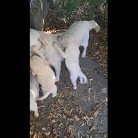 Labrador Retriever - Both
