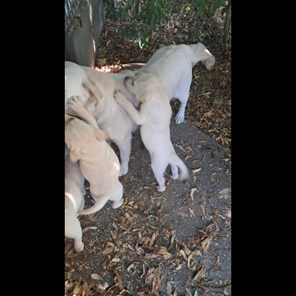 Labrador Retriever - Both