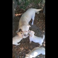 Labrador Retriever - Both