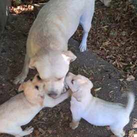 Labrador Retriever - Both