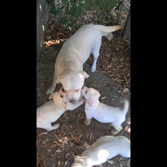 Labrador Retriever - Both
