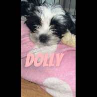 Shih Tzu - Both