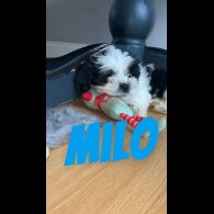 Shih Tzu - Both