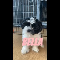 Shih Tzu - Both