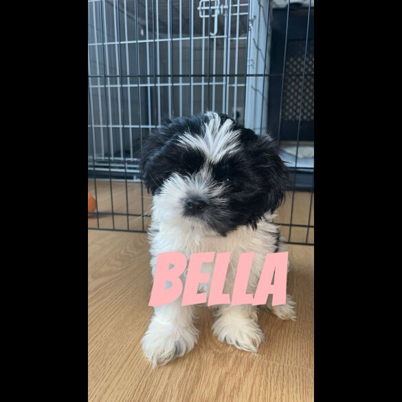 Shih Tzu - Both