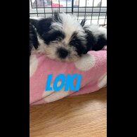 Shih Tzu - Both