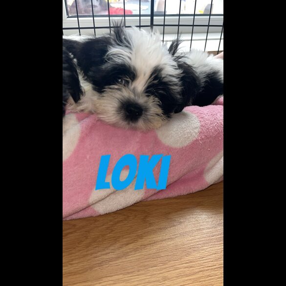Shih Tzu - Both