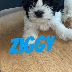 Shih Tzu - Both