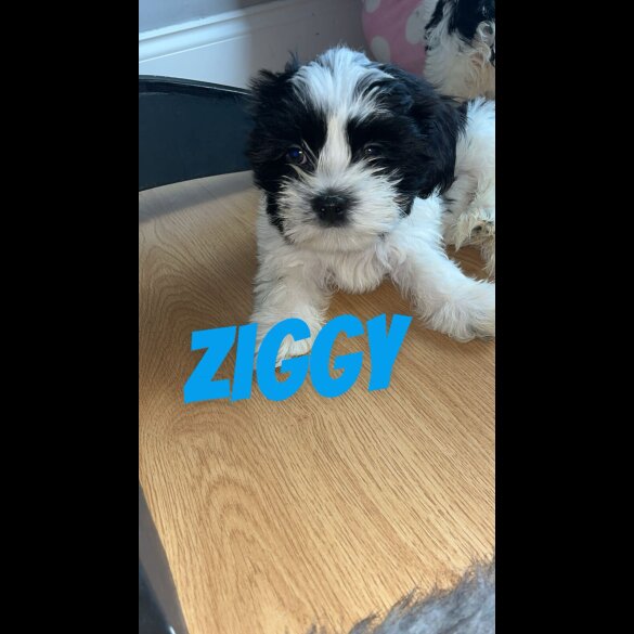 Shih Tzu - Both