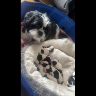 Shih Tzu - Both