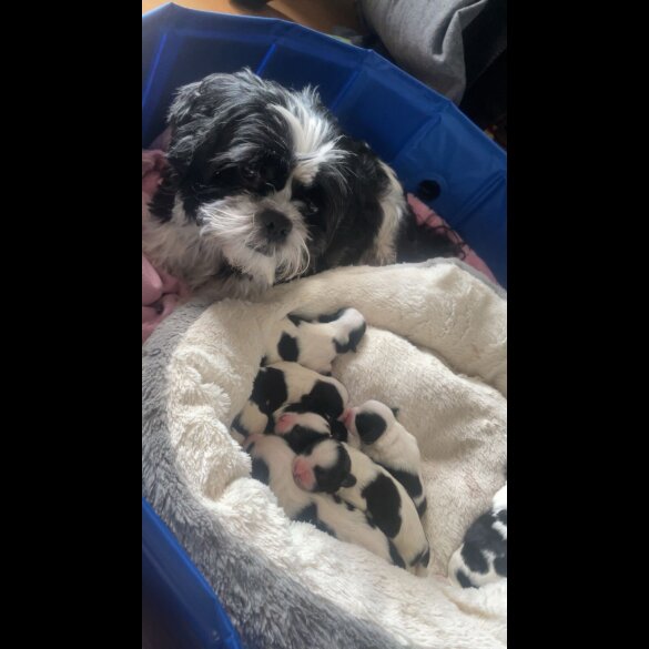 Shih Tzu - Both