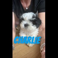 Shih Tzu - Both