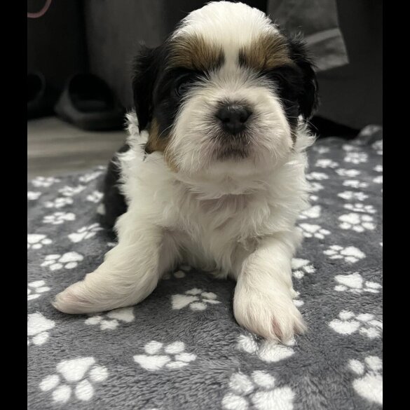 Shih Tzu - Both