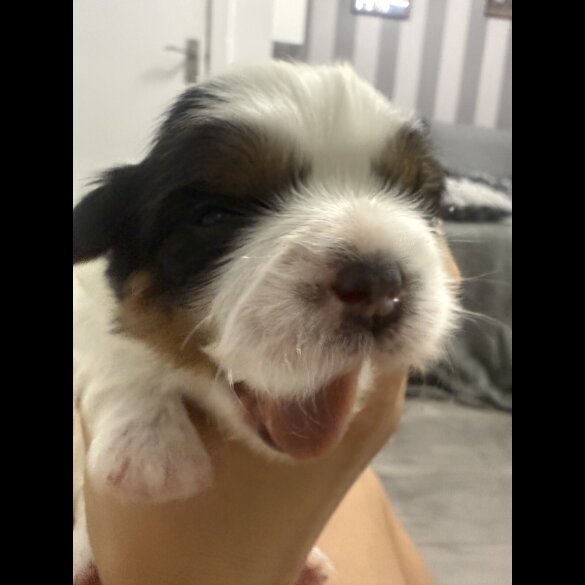 Shih Tzu - Both