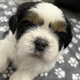 Shih Tzu - Both