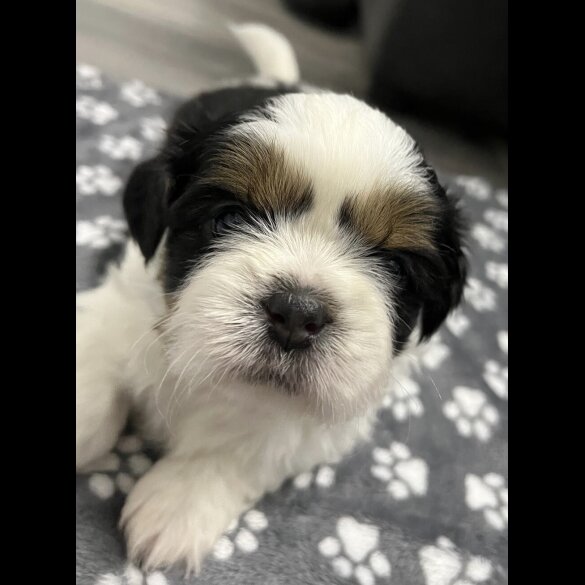 Shih Tzu - Both