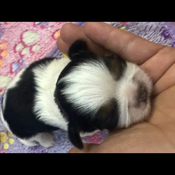 Shih Tzu - Both