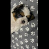 Shih Tzu - Both